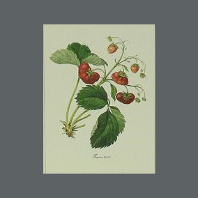 Gravuras em papel, “Série Botânica – Frutos”, rep. Pierre Joseph Redouté – 1800