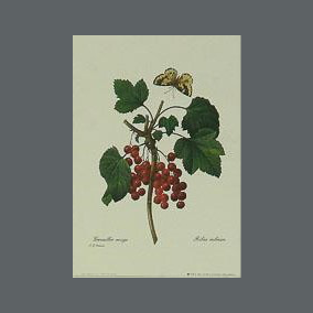 Gravuras em papel, “Série Botânica – Frutos”, rep. Pierre Joseph Redouté – 1800